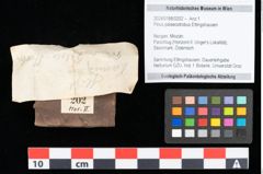Foto (Objekt + Etikett) von Pinus palaeostrobus Ettingshausen (NHMW-GEO-2024-0188-0202)